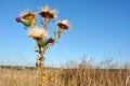 Silybum marianum cardus marianus, milk thistle, blessed milkthistle, Marian thistle, Mary thistle or Scotch thistle dry flowers Royalty Free Stock Photo