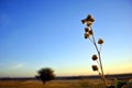 Silybum marianum cardus marianus, milk thistle, blessed milkthistle, Marian thistle, Mary thistle or Scotch thistle dry flowers Royalty Free Stock Photo