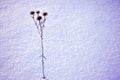 Silybum marianum cardus marianus, milk thistle, blessed milkthistle, Marian thistle, Mary thistle or Scotch thistle dry flowers Royalty Free Stock Photo