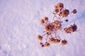 Silybum marianum cardus marianus, milk thistle, blessed milkthistle, Marian thistle, Mary thistle or Scotch thistle dry flowers Royalty Free Stock Photo