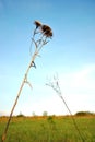 Silybum marianum cardus marianus, milk thistle, blessed milkthistle, Marian thistle, Mary thistle or Scotch thistle dry flowers Royalty Free Stock Photo