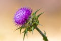 Silybum marianum, common names, cardus marianus, milk thistle, blessed milkthistle, Marian thistle, Mary thistle. This species is Royalty Free Stock Photo