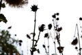 Milk Thistle Plant (Silybum Marianum)Field Silhouette Royalty Free Stock Photo