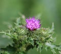 Silybum marianum Royalty Free Stock Photo