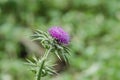 Silybum marianum,