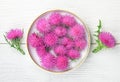 Silybum marianum milk thistle herb in a bowl