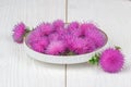 Silybum marianum (milk thistle) herb in a bowl