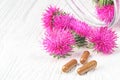 Silybum marianum milk thistle herb Royalty Free Stock Photo