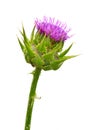 Silybum marianum Royalty Free Stock Photo