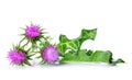 Silybum marianum Milk Thistle isolated on white background, Royalty Free Stock Photo