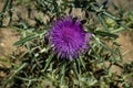 Silybum marianum milk thistle purple flower in the mountains, Montseny natural park, Spain Royalty Free Stock Photo