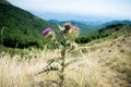 Silybum marianum milk thistle purple flower in the mountains, Montseny natural park, Spain Royalty Free Stock Photo