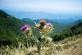 Silybum marianum milk thistle purple flower in the mountains, Montseny natural park, Spain Royalty Free Stock Photo