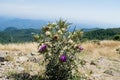 Silybum marianum milk thistle purple flower in the mountains, Montseny natural park, Spain Royalty Free Stock Photo