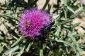 Silybum marianum milk thistle purple flower in the mountains, Montseny natural park, Spain Royalty Free Stock Photo