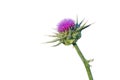 Silybum marianum or milk thistle purple flower used in medicine isolated white background Royalty Free Stock Photo