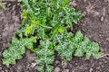 Silybum marianum officinal grass Royalty Free Stock Photo