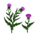 Silybum marianum this species is an annual or biennial plant of the family Asteraceae