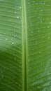 Simalungun, Indonesia. Raindrops in the green banana leaf Royalty Free Stock Photo