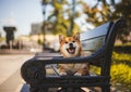 Simba is sitting on a bench