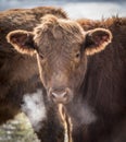 Simental Calf on a Frosty Morning Royalty Free Stock Photo