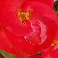 A simetrical flower Royalty Free Stock Photo