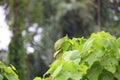 Simeulue Parrot Royalty Free Stock Photo