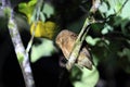 Simeulue scops owl Royalty Free Stock Photo