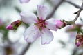 A simgle flower of a beautifully blossoming almond tree. Close-up small white pink flowers with yellow stamens and leaves. Blurred