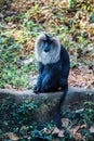 Simhavalan kurangu - Lion tailed macaque in in Trivandrum, Thiruvananthapuram Zoo Kerala India