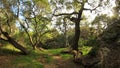 Simi Valley Oaks Circled Meadow Knolls