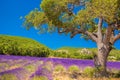 Simiane la Rotonde village with lavender field in Provence, France Royalty Free Stock Photo