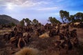 Simien monkeys evening sunset. Gelada Baboon with open mouth with teeth. Simien mountain NP with gelada monkeys from Ethiopia.