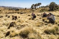 Simien Mountains, Ethiopia - Feb 07, 2020: Photographers taking pictures of Gelada Baboons - Theropithecus Gelada Royalty Free Stock Photo