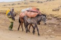 SIMIEN MOUNTAINS, ETHIOPIA - MARCH 16, 2019: Local villager with loaded mules in Simien mountains, Ethiop