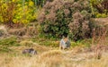 Simien Wolf Canis simensis in Bale Mountains Royalty Free Stock Photo