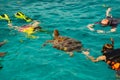 Similan turtle islands beach sea