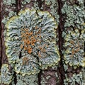 Similar formations of pale green compact lichen possibly of the Royalty Free Stock Photo