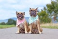 Similar looking brown French Bulldogs sitting next to eacth other wearing matching baby blue and baby pink neckerchiefs