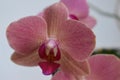 Simly beautiful pink orchid on gray background Royalty Free Stock Photo
