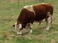 Simmental bull Australian beef cattle breed