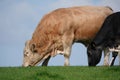 Simmental bull and cow grazing.