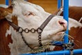 Simmental bull portrait in barn