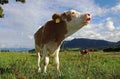 A Simmental calf stands mooing in a pasture in Bavaria