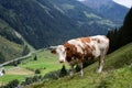 Simmental cattle in the Austrian Alps looks into the camera