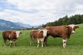 Simmental cattle