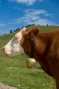 Simmental Cow with Bell
