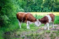 Simmental cow and calf Royalty Free Stock Photo