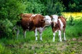 Simmental cow and calf Royalty Free Stock Photo
