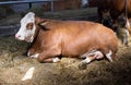 Simmental cow in cowshed Royalty Free Stock Photo